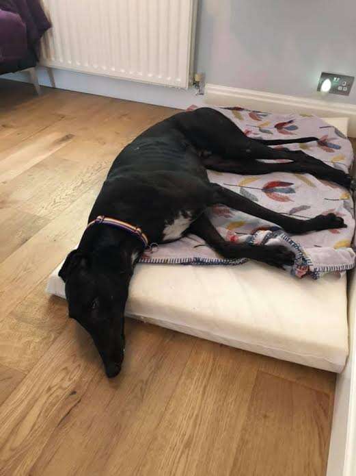 Greyhound with his head sliding off the end of his bed