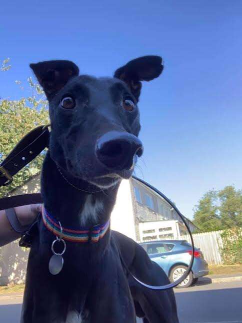 Black greyhound being walked on a leash