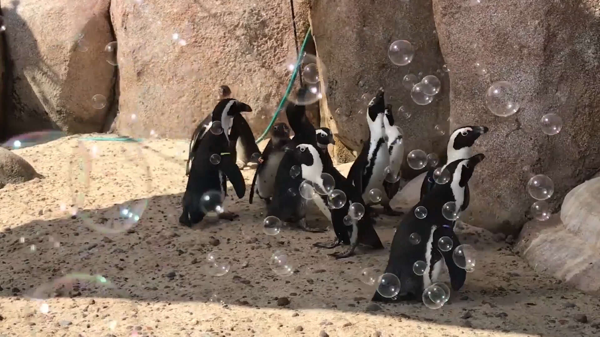 Penguins Play in a Sea of Bubbles at Toledo Zoo