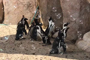 Penguins Play in a Sea of Bubbles at Toledo Zoo
