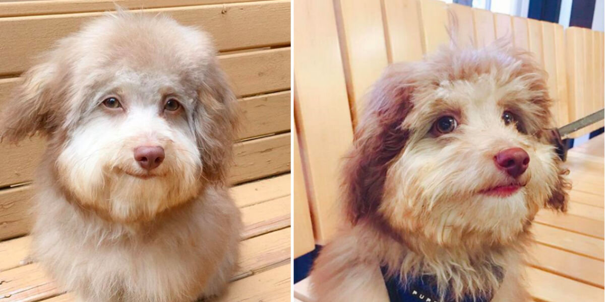 Everyone Is Obsessed With This Dog With A 'Human' Face