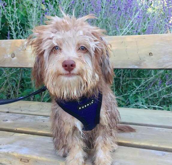 Dog with humanlike features