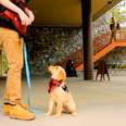 How A Tiny Puppy Grows Up To Be A Service Dog