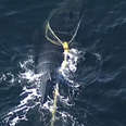 Rescuers Remove Fishing Net From Humpback Whale Calf's Mouth 