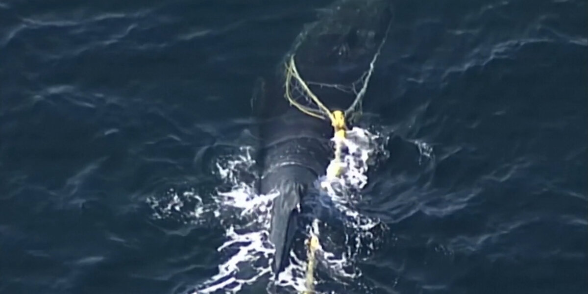 Video shows baby whale off California Coast with fishing gear stuck in  mouth – The Mercury News