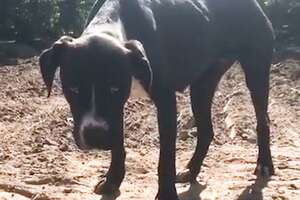 Rescuers Are Determined To Catch A Skittish, Stray Pittie