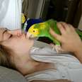 Loyal Parrot Is His Mom's Lifetime Companion