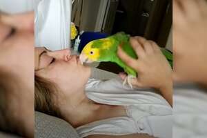 Loyal Parrot Is His Mom's Lifetime Companion