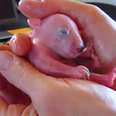 2-Ounce Baby Wombat Grows Up So Fast