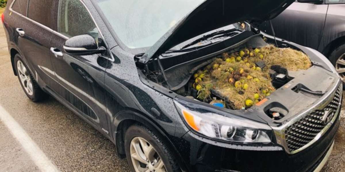 Family Didn't Know Why Car Was Running Strangely — Then They Popped The