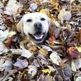 Watch This Dog Plunge Into Piles Of Leaves