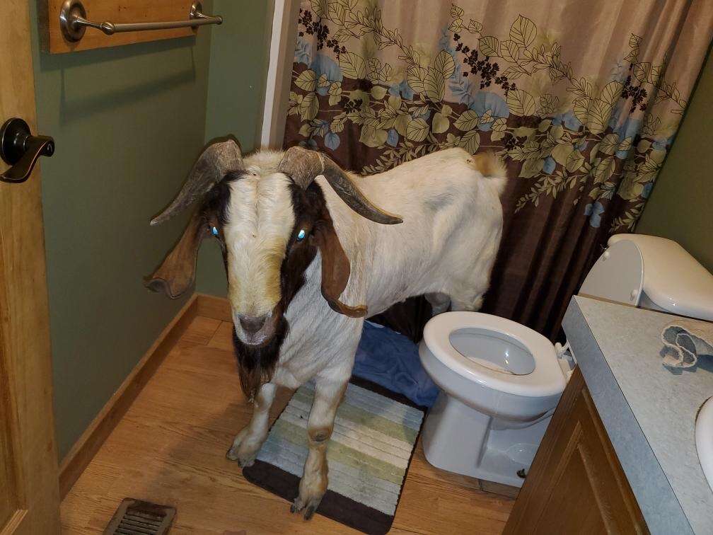 goat breaks into house