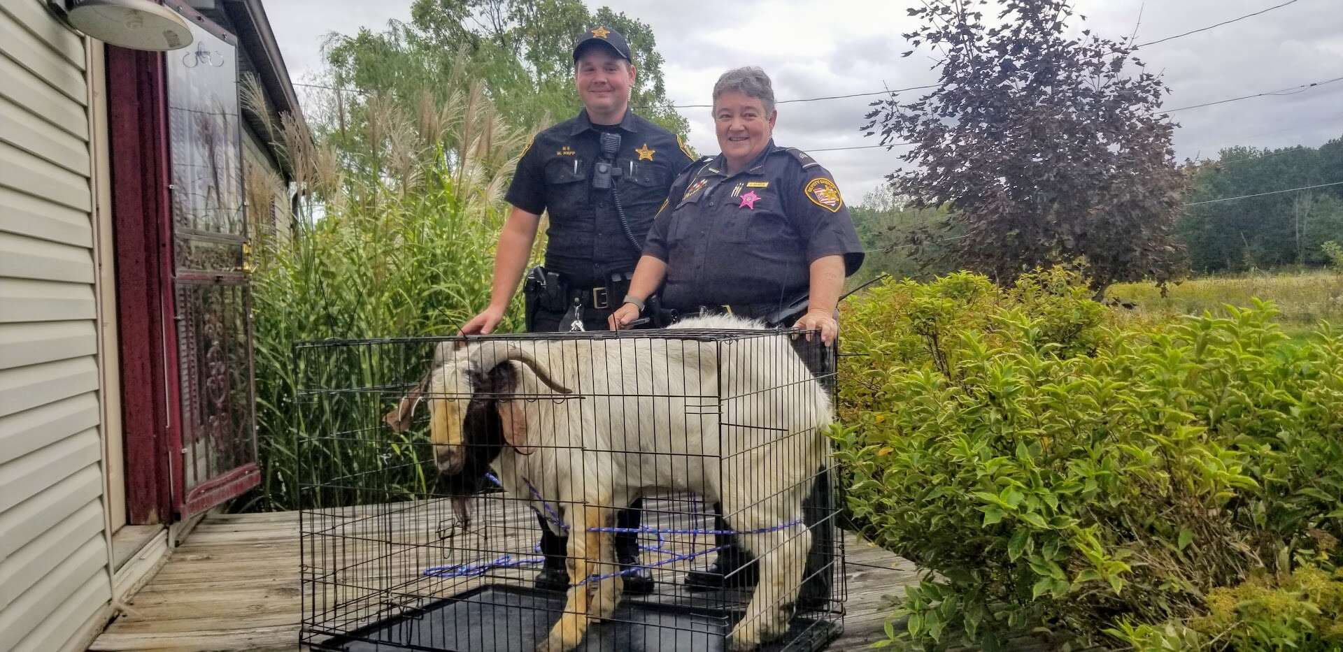 goat breaks into house