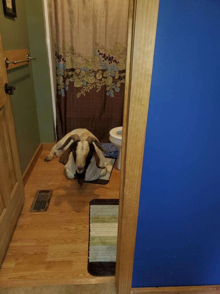 goat breaks into house
