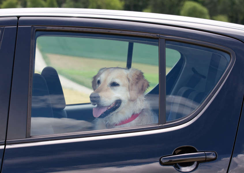 Uber UberPet New Pet Policy Will Let You Ride With Your Dog Easier Thrillist
