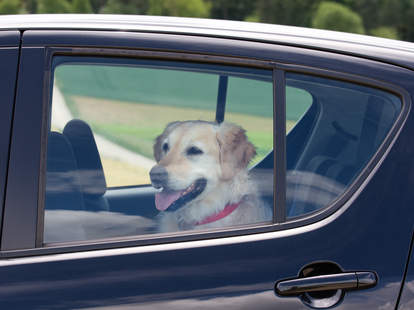 Uber Uberpet New Pet Policy Will Let You Ride With Your Dog Easier Thrillist