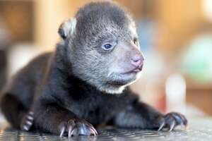 Tiniest Rescued Bear Cub Grows Up To Be CUTE