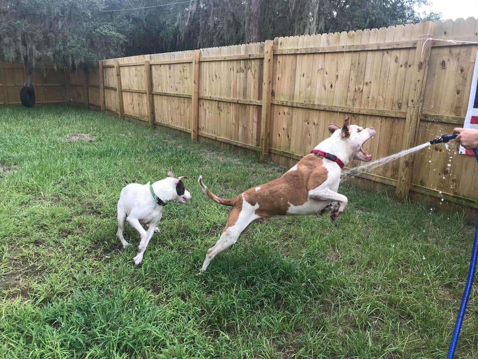 Dog leaping up against water hose