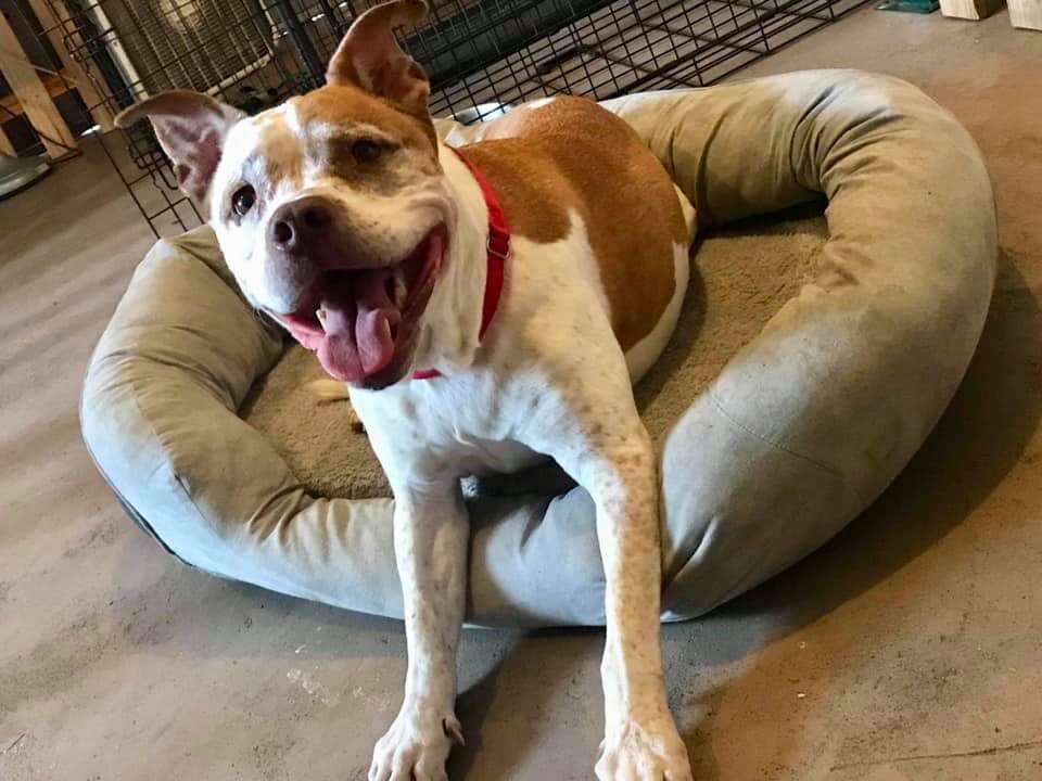 Pit bull smiling on his dog bed