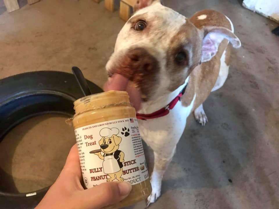 Dog licking jar of peanut butter