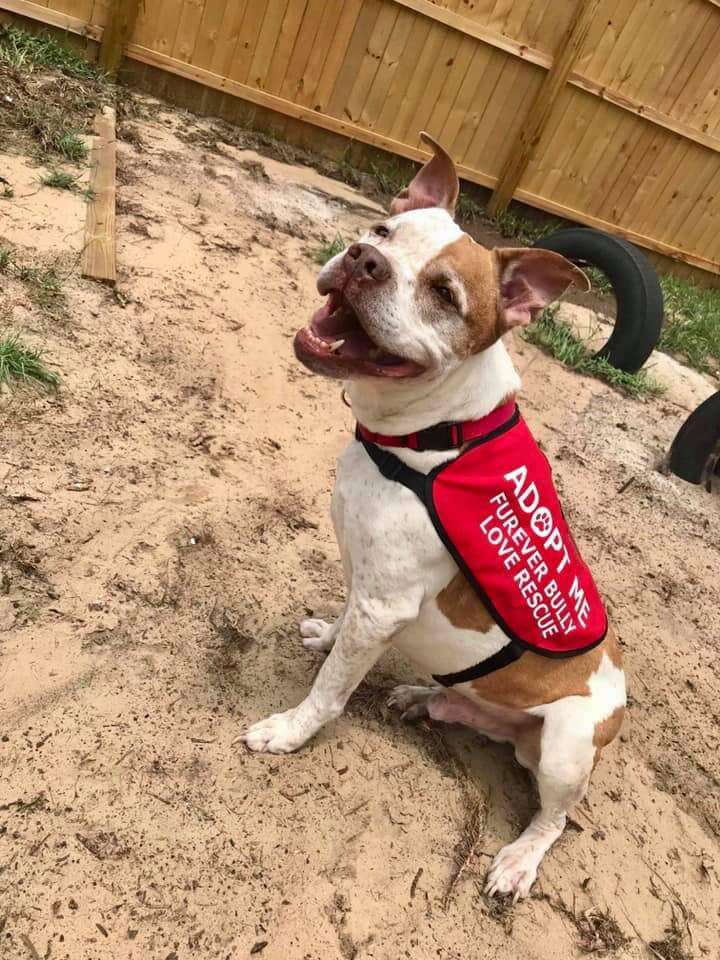 Dog wearing adoption vest