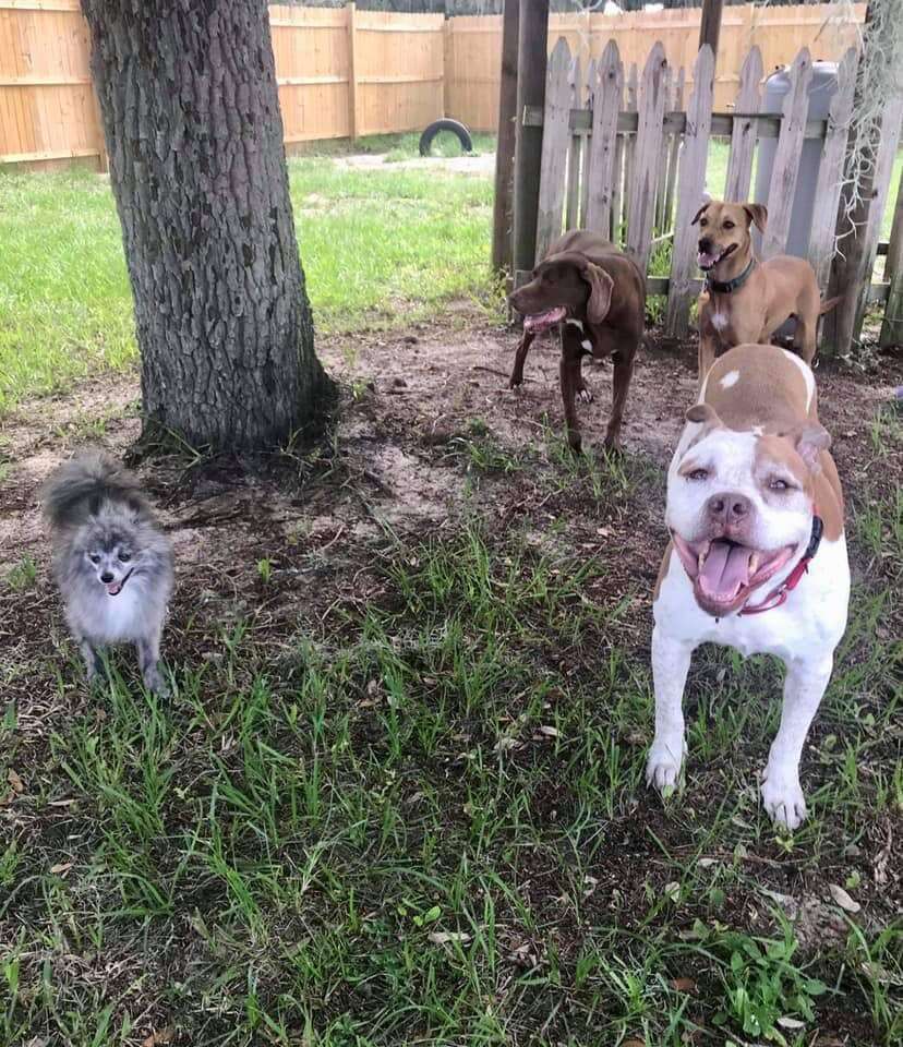 Dogs hanging out in yard