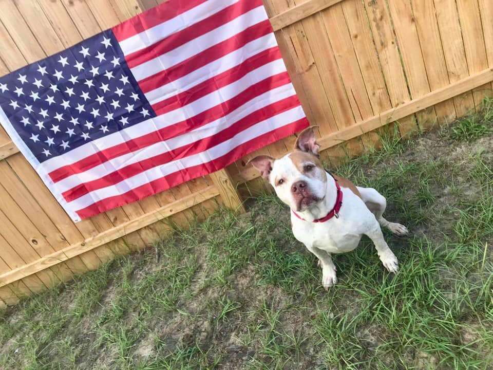 Dog sitting in front of American flag