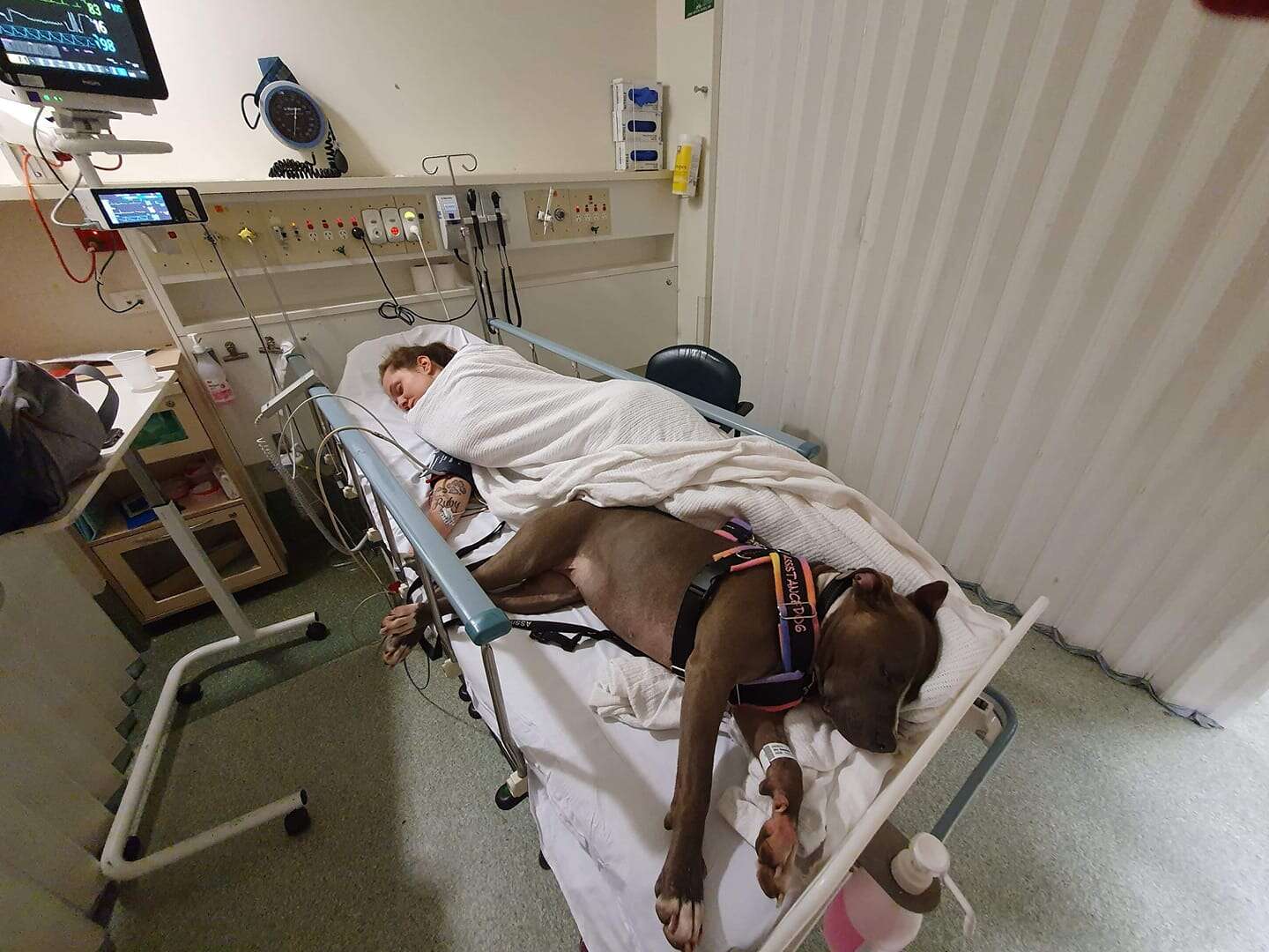 pit bull saves mom's life