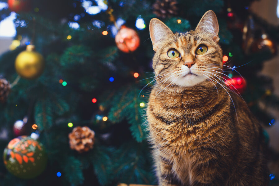 Trader Joe's Cat Advent Calendar With Cat Treats Released for 2019 ...