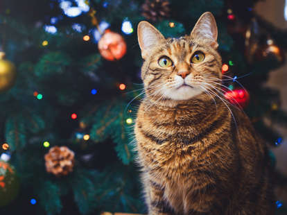 cat in christmas tree advent calendar 