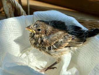 Rescued bird Twerp grows up