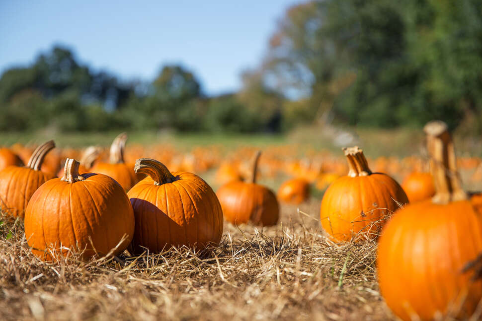 Best Pumpkin Patches Near NYC in 2019 Pumpkin Picking in NY, NJ and CT