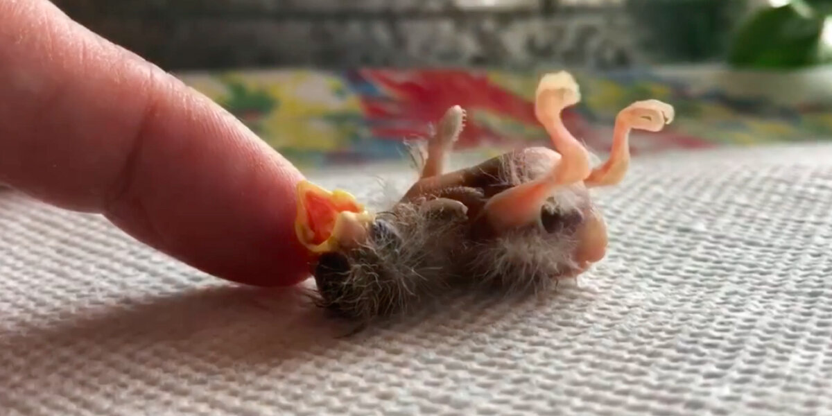 Michigan Woman Rescues Tiny Baby Bird Who Fell From Nest - The Dodo