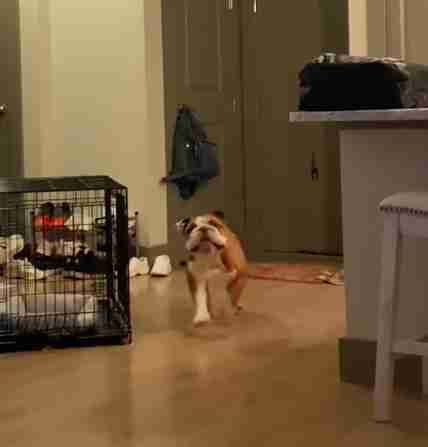 Dog Freaks Out When He Sees Toilet Paper Taped To Ceiling Fan