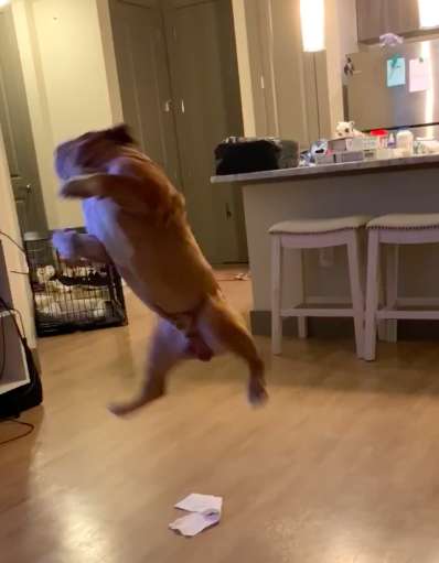 Dog Freaks Out When He Sees Toilet Paper Taped To Ceiling