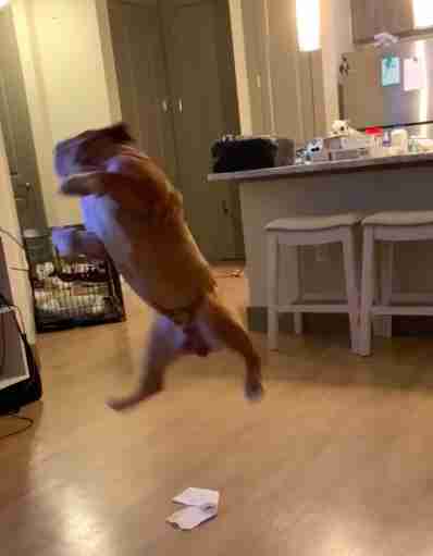 Dog Freaks Out When He Sees Toilet Paper Taped To Ceiling