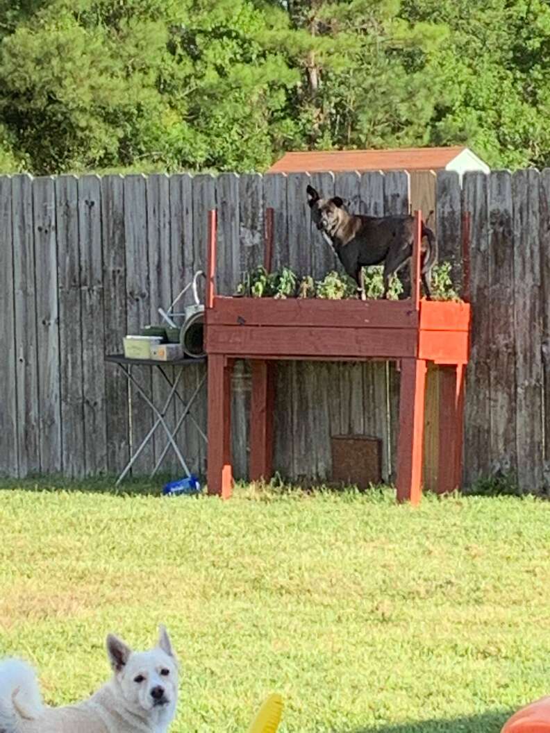 Dog keeps breaking store fence