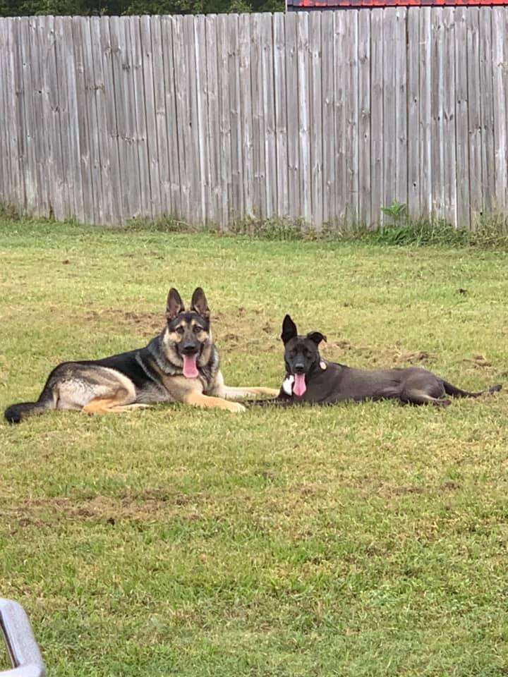 dog breaks through fence