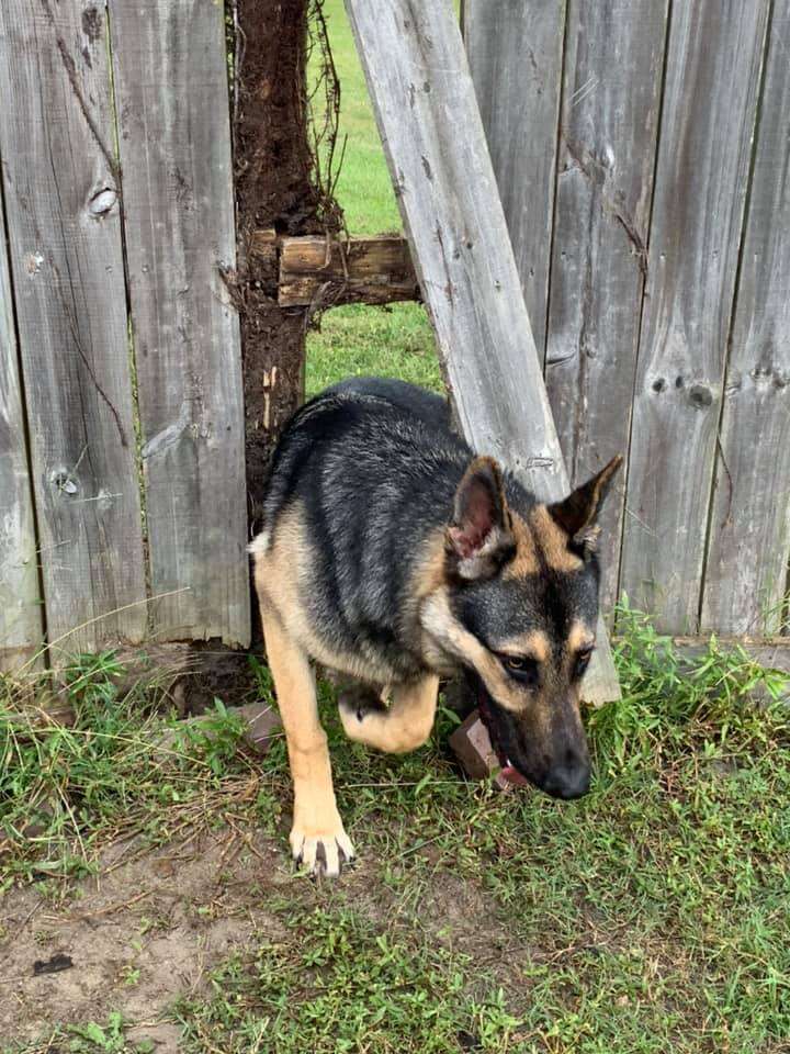 dog breaks through fence