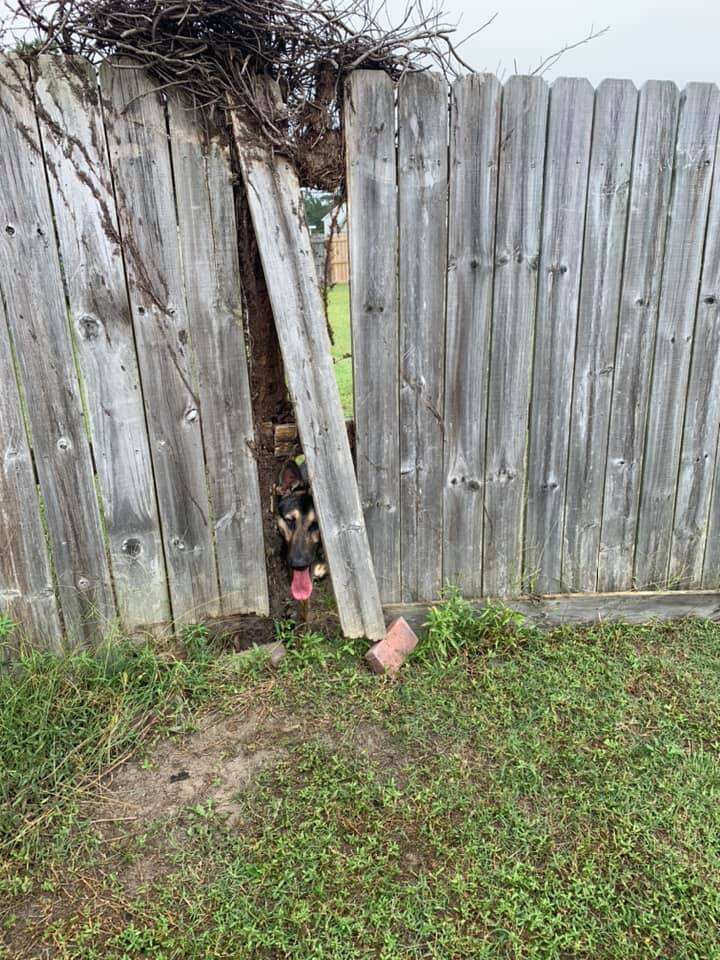 dog breaks through fence