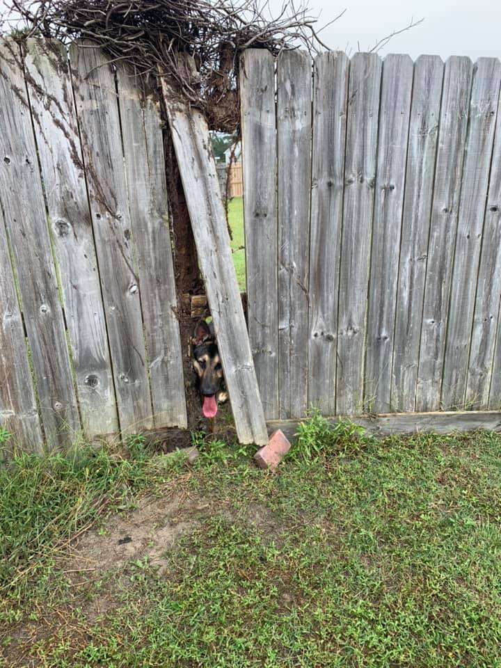 Dog Breaks Through Neighbor s Fence The Dodo