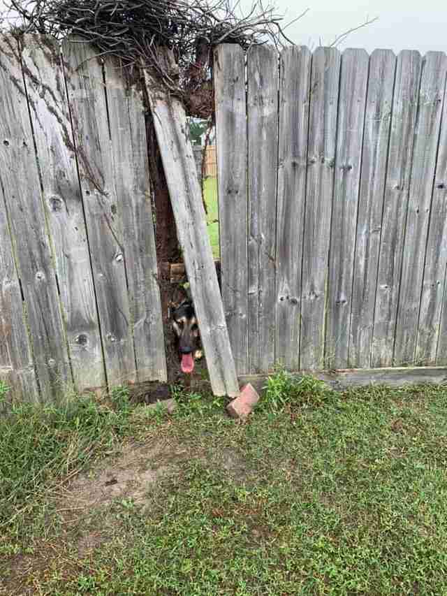 Dog Breaks Through Neighbor's Fence - The Dodo