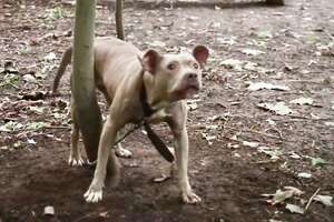 Terrified Pittie Found Chained To Tree In The Woods