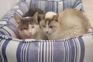 Bonded Shelter Cats Are Looking For A Home Together