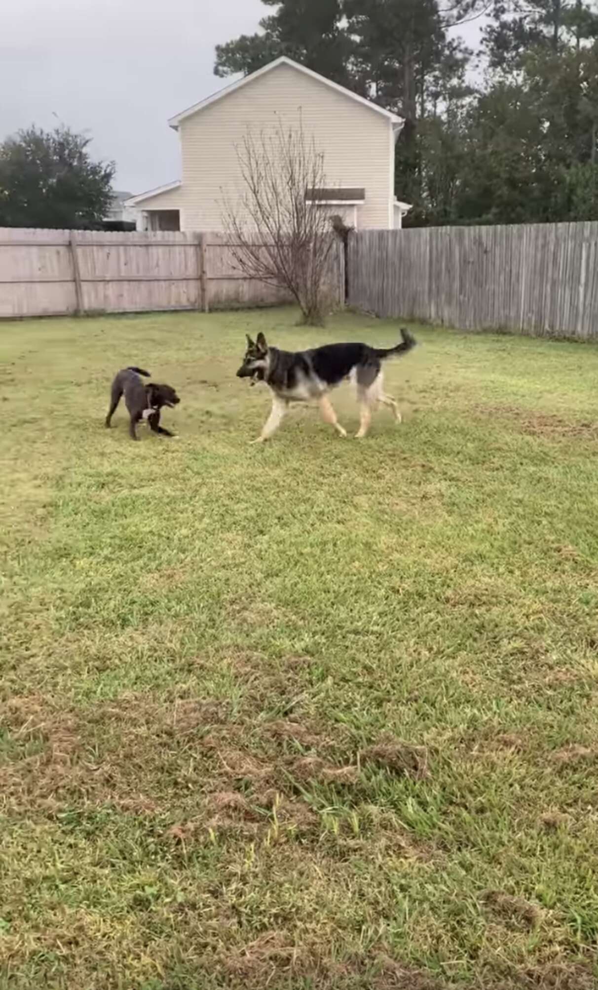 Dog Breaks Through Neighbor's Fence - The Dodo