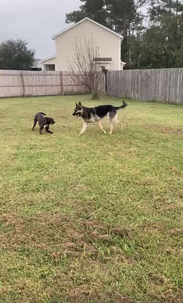 dog breaks through fence