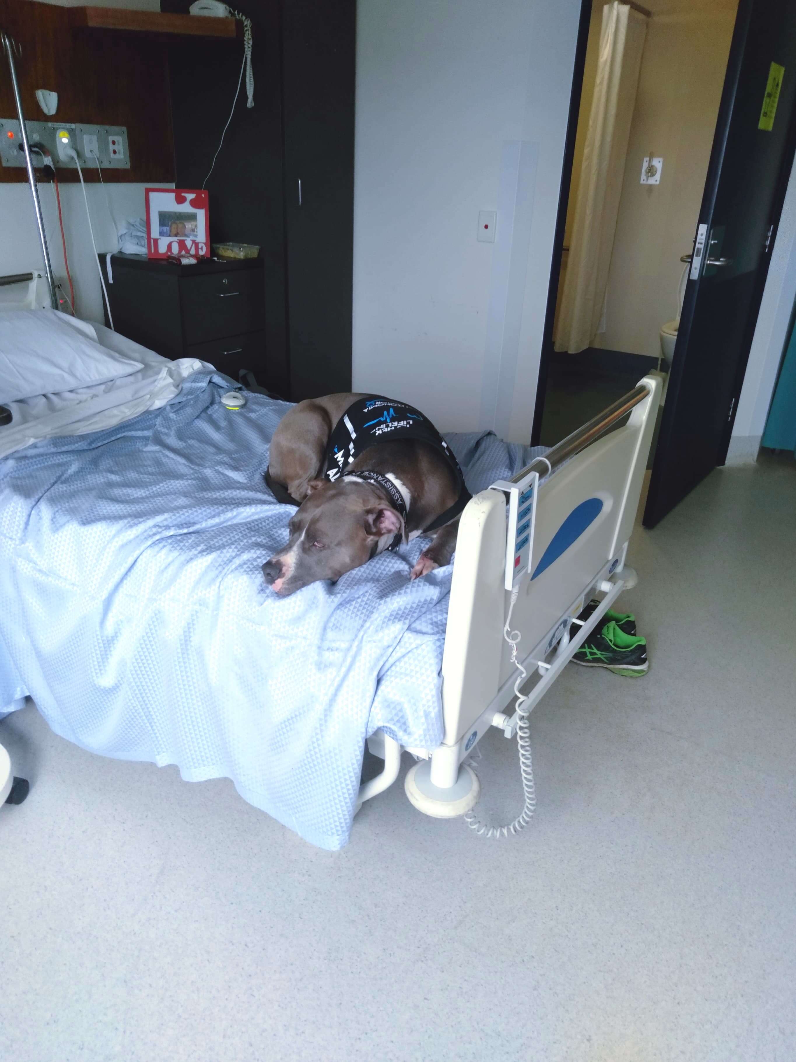 pit bull saves mom's life