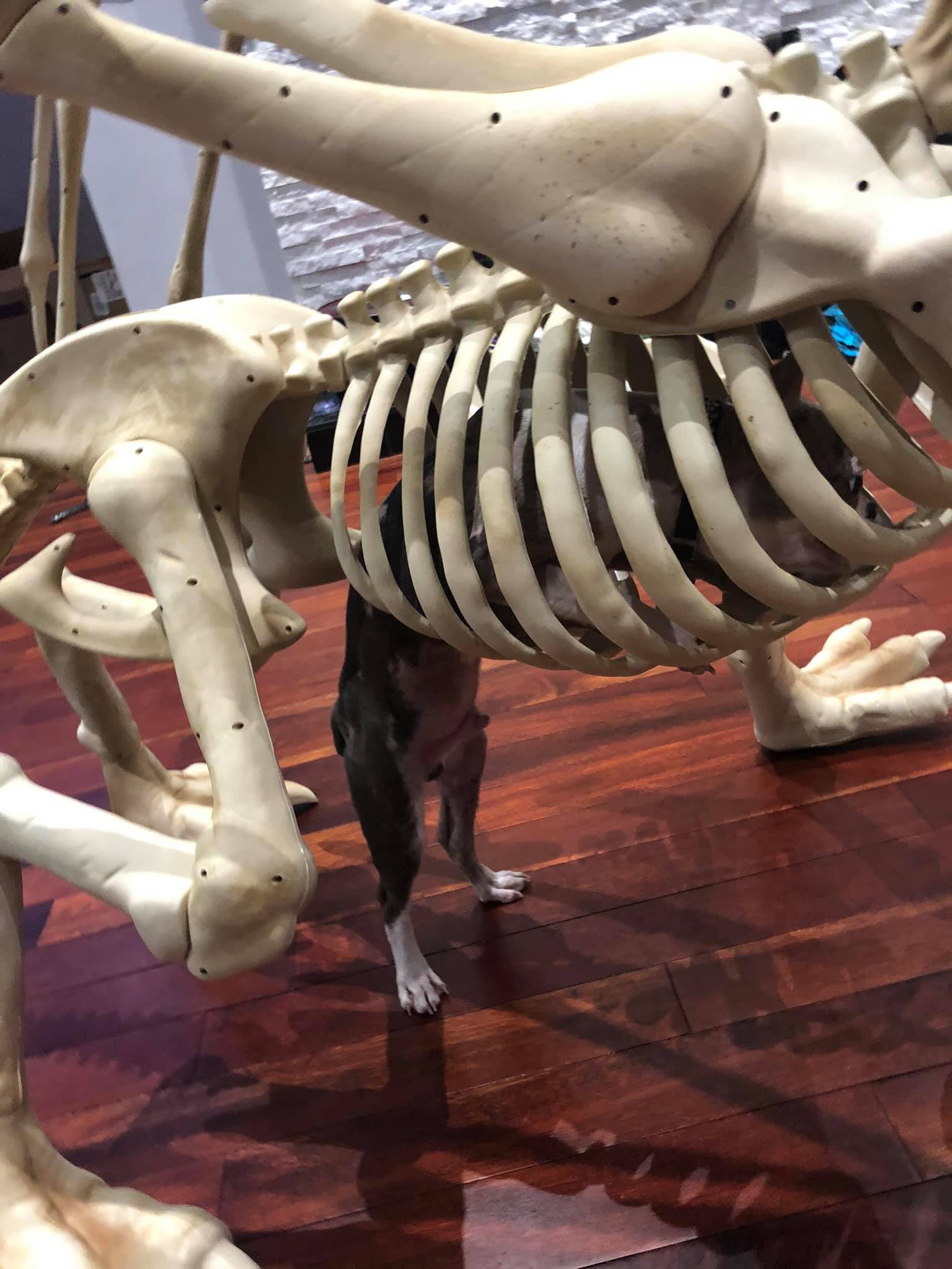 Dog Climbs Inside Halloween Prop The Dodo