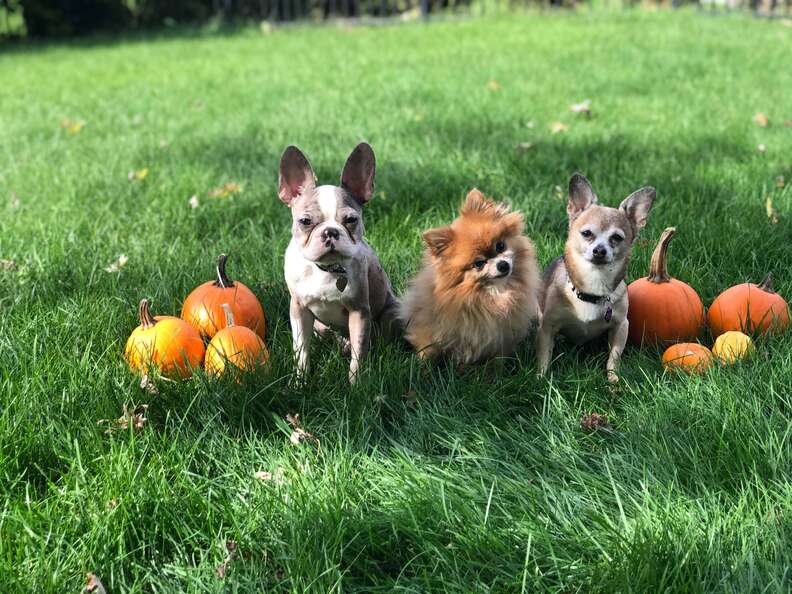 dog halloween prop