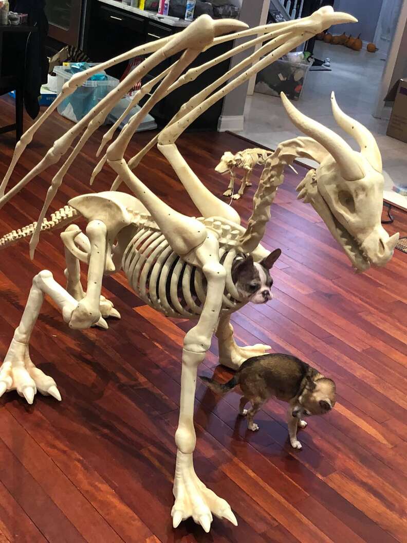 dog halloween prop